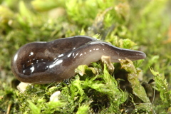 Microplana terrestris