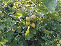 Crataegus pinnatifida