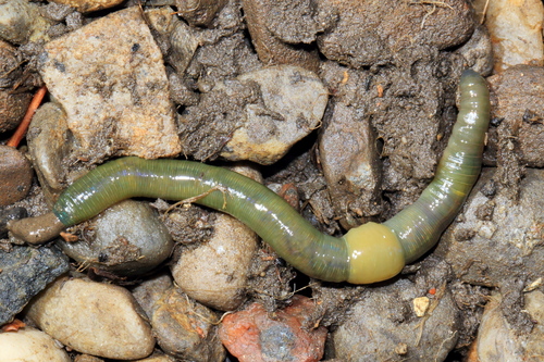 Green Worm, photo 2 of 9