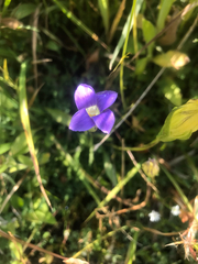 Gentianopsis holopetala