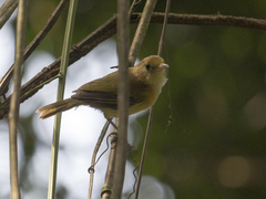 Pachysylvia aurantiifrons