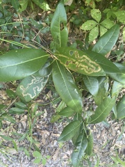 Phyllocnistis hyperpersea