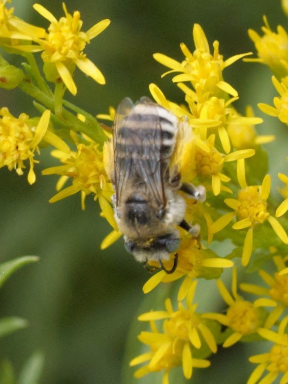 Melissodes subagilis