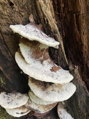 Sarcoporia longitubulata