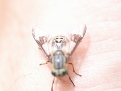 Chrysops aestuans