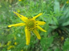 Verbesina rothrockii