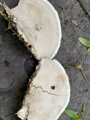 Sarcoporia longitubulata