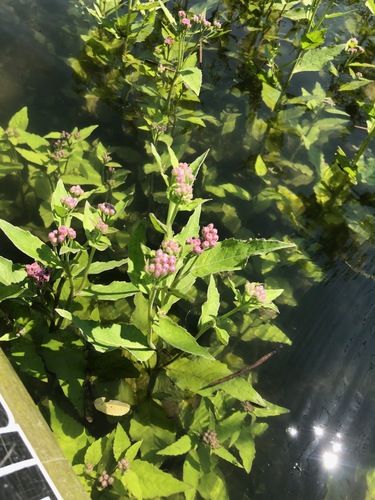 Pluchea odorata iNat (3)