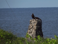 Buteo galapagoensis