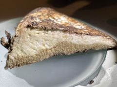 Sarcoporia longitubulata