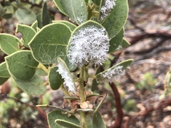 Puto arctostaphyli