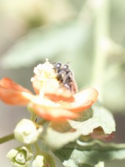 Macrotera latior