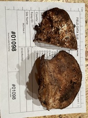 Sarcoporia longitubulata