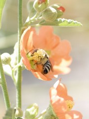 Melissodes tristis