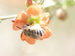 Melissodes tristis