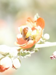 Calliopsis subalpina