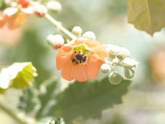Calliopsis subalpina