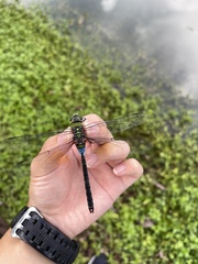 Anax guttatus