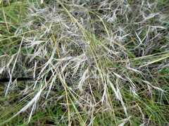 Aristida congesta barbicollis