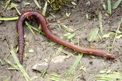 Lumbricus rubellus
