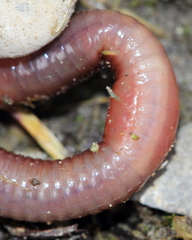 Lumbricus rubellus