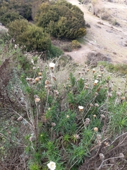 Plectocephalus chilensis