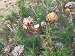 Plectocephalus chilensis