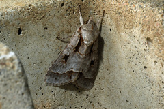 Acronicta quadrata