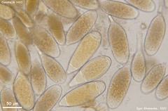 Bactridium ellisii