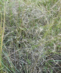 Aristida congesta barbicollis