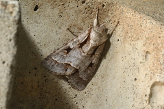 Acronicta quadrata