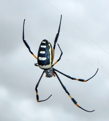Trichonephila senegalensis