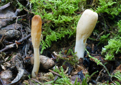 Trichoderma leucopus