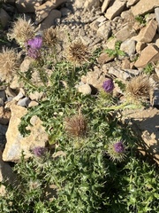 Cirsium eatonii