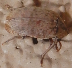 Amblycerus