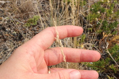 Festuca saximontana