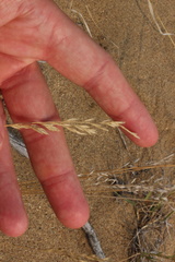 Festuca saximontana