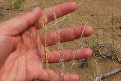 Festuca saximontana
