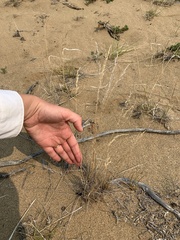 Festuca saximontana