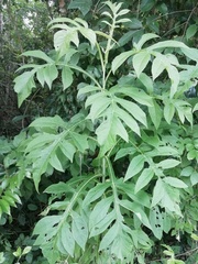 Tracheophyta