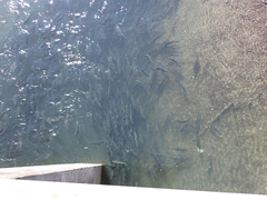 Oncorhynchus gorbuscha