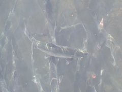 Oncorhynchus gorbuscha