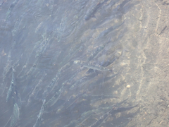 Oncorhynchus gorbuscha