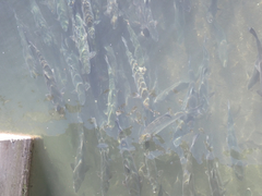 Oncorhynchus gorbuscha