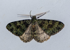 Myrioblephara duplexa