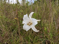 Lilium philippinense