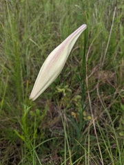 Lilium philippinense