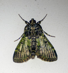 Teliphasa nubilosa