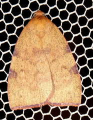 Detounda leptoplasta