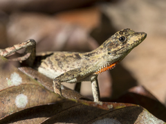 Anolis planiceps